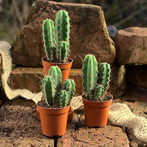 Trichocereus bridgesii, 10 Pflanzen, aufgeteilt in 3 Töpfe.