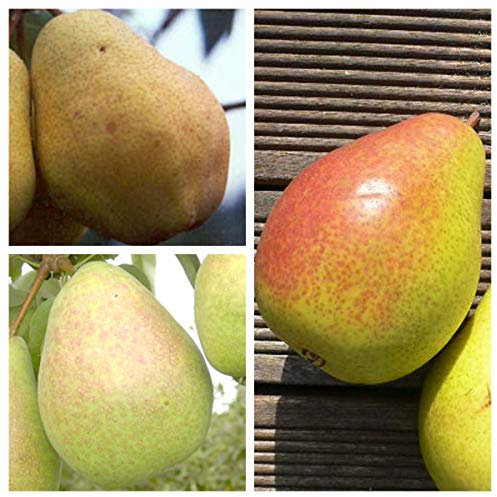 FamilienbaumTrio Birnenbaum Williams Christ - Köstliche von Charneux - Gute Luise