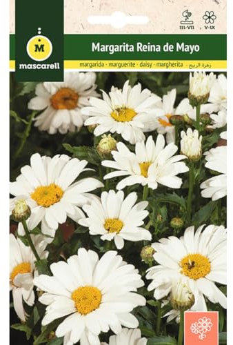 Mascarell Graines Marguerite Reine de mai Graines Fleurs d'extérieur pour décoration Fleurs de printemps
