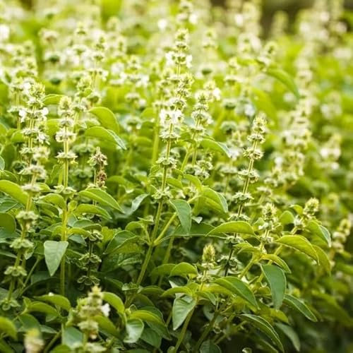 Holy Basil Herb - 1000 Seeds + freebie + Plant tag (Ocimum Sanctum)