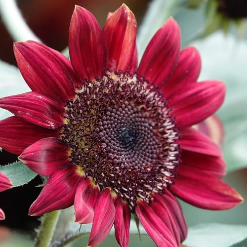 semillas de girasol cubierta perenne resistente girasol perenne para lugares soleados de jardín, macizo de con orgánicas 1000pcs