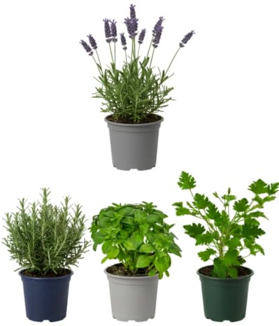 Pack Patio y Terraza de 4 Plantas Antimosquitos DECOALIVE | Geranio Limón, Romero, Lavanda y Albahaca Estrecha