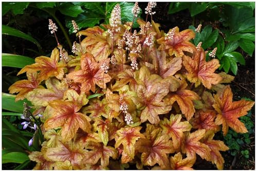 Stauden Gänge 3 x Heucherella Hybride 'Brass Lantern' winterhart