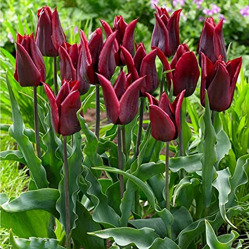 mixed bulbs，Tulip bulbs,Garden decoration-5 Bulbis,B : Package Contains seeds