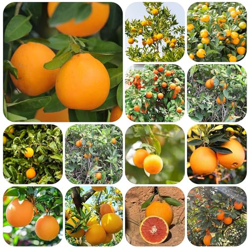 saftorangen bio orangen samen, Orangenbaum samen obstpflanzen Premium Heilpflanzen grünpflanzen obstbäume Apfelsine zwergobstbaum, obstbaum bonsai Seltene Pflanzen Serie, Obstbaugebiet 50pcs