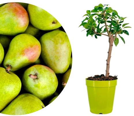 Meine Orangerie - Zwergobst Stämmchen Birne - Zwergbirne - mehrjähriger Birnenbaum - Höhe inkl. Topf ca. 70-90cm - winterhartes Birnenbäumchen für Garten, Balkon oder Terrasse im Ø22-24cm Topf