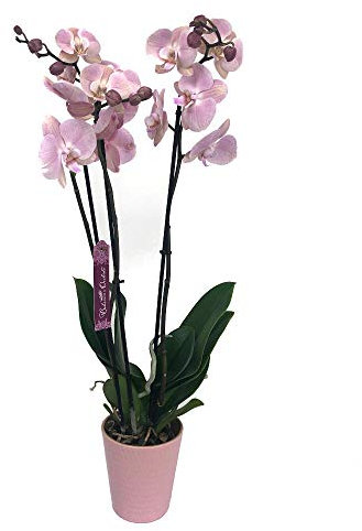 Garden Center Shop | Orquídea Phalaenopsis rosa puro natural 70 cm | 2‑3 tallos floridos | Planta elegante para interior | Fácil cuidado en maceta M12