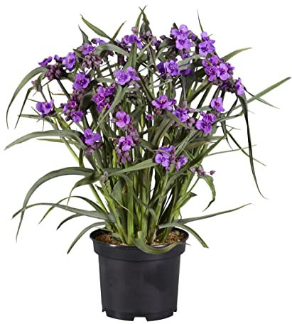 Hardy Perennial Tradescantia Brain Storm Low Maintenance Evergreen Cottage Exotic Gardens 3 x 9cm Potted Plants by Thompson and Morgan (3)
