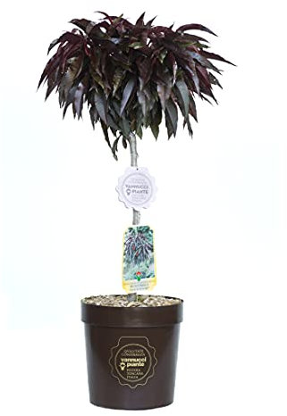 Vannucci Piante - Prunus persica nano (Pesco) 'Crimson Bonfire', Pianta vera in vaso, Pianta da esterno