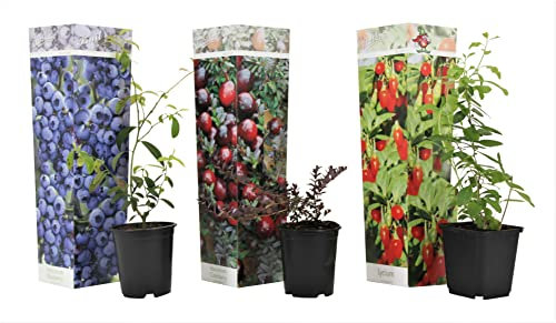 Plant in a Box - Superfrucht - 3er-Mix - Obstbäume - Blaubeere - Preiselbeere - Goji - Topf 9cm - Höhe 25-40cm
