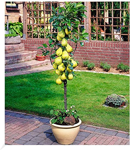 BALDUR Garten Befruchter-Sorte Birnen 'Conference', 1 Pflanze, Pyrus communis Conference, winterhart, mehrjährig, blühend, Säulenbaum, Obst für den Pflanzkübel, essbare Früchte