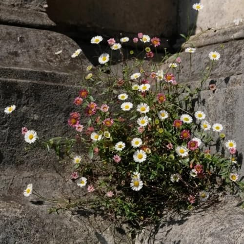 Semi di margherita spagnola perenne, Erigeron karvinskiano, tappezzante perenni resistenti 200pcs