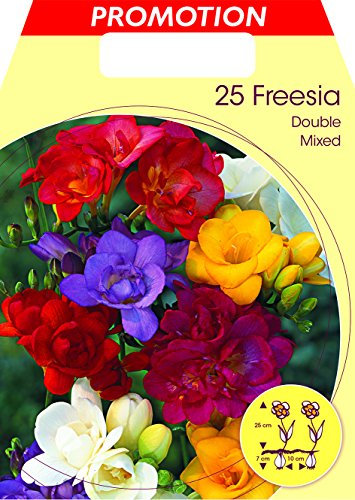 BULBI PRIMAVERILI FREESIA DOUBLE MIX CONFEZIONE DA 25 BULBI BULBS BULBES