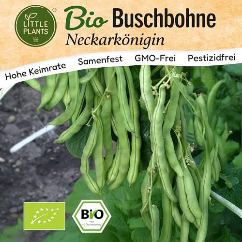 Little Plants BIO Bohnen Samen 25 Bohnensamen Neckarkönigin Gemüsesamen Samenfest für Gemüsegarten Gemüse Samen Hochbeet Samen für Küche, Balkon und Garten