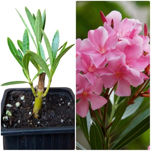 Pack de 3 Plantas natural Adelfa Nerium Oleander Rosa, En cepellón. 5-10 cm. Aún SIN FLOR. Arbusto ornamental, con flores vistosas y muy resistentes. Segura Garden.