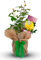 Carbeth Plants Wonderful Grandmother Yellow Rose Bush Plant - A Thoughtful Mother's Day and Birthday Present - Gardening Gifts for Women - Gift Wrapped Potted Roses Bushes Plants for Garden & Outdoor