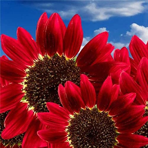 SANWOOD 15 pezzi semi di girasole per piantagione da giardino domestico, semi di girasole rosso Helianthus annuale fioritura pianta cortile decorazione semi di girasole