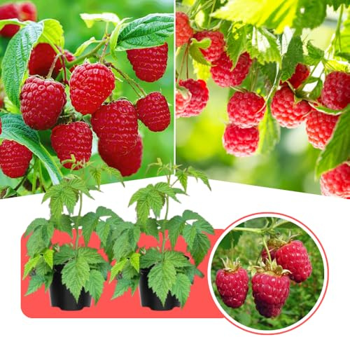 Set 2 Caroline Red Raspberry Live Plant, Red Raspberry Bushed Live, 4-6 Inches Tall, Edible Berries Plant for Outdoor, No Pot