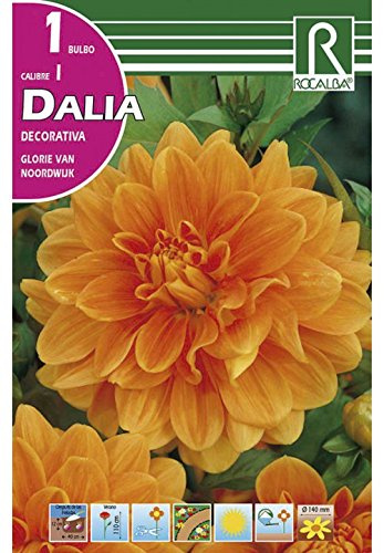 BULBO DALIA GLORIE VAN NOORDWIJK - 1 UD.…