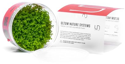Ultum Nature Systems Dwarf Baby Tears Hemianthus Callitrichoides Cuba Tissue Culture Live Plant for Aquarium, Aquascape, Planted Freshwater Fish Tanks - 100% Snail Free in Vitro