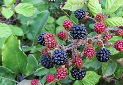 100 Graines de Mûre Sauvage – Ronce à Feuilles d’Orme – Rubus ulmifolius - Fruit Noir et Rouge - Jardin - 331