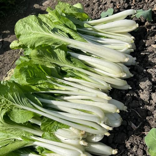 semi di pak choi - vecchie varietà interno decorazioni giardino 100pcs