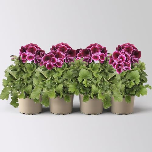 Edelgeranie Bella Donna® 'Don Valentino®' pink-lila, Topf-Ø 12 cm, 4 Pflanzen