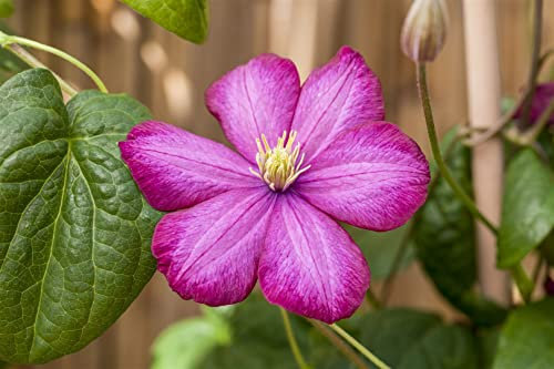 Clematis Hybride 'Ville de Lyon' 60-100 cm - Waldrebe, karminrote Blüten, Blütezeit Juni-September, ideal für Rankgerüste, bienenfreundlich, winterhart