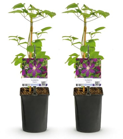 GreenboutiQ - Plante grimpante - Clematis Mikelite - Fleurs violettes - Peu d'entretien - 2 plantes - Pot de 11cm Hauteur 40cm