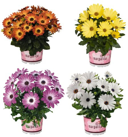 Margaritas Chrysanthemum Pack de 4 Plantas Naturales de Exterior e Interior Margaritas Crisantemo