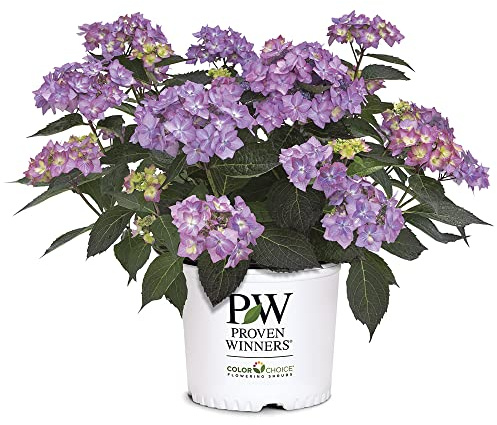 Proven Winners 2 Gal. Let's Dance Can Do Hydrangea Shrub