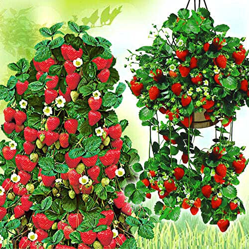 Set 10 STÜCK Hängeerdbeere Kletterdbeere Erdbeerpflanzen ERDBEEREN