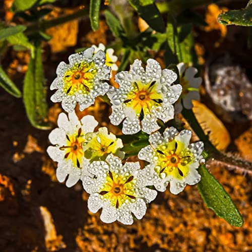 Zaluzianskya capensis Night Phlox Seeds Midnight Candy Hardy Annual Honey Scented White Blooms Easy to Grow Your Own Garden Flowers 1x Packet (Approx. 250 Seeds) by Thompson and Morgan