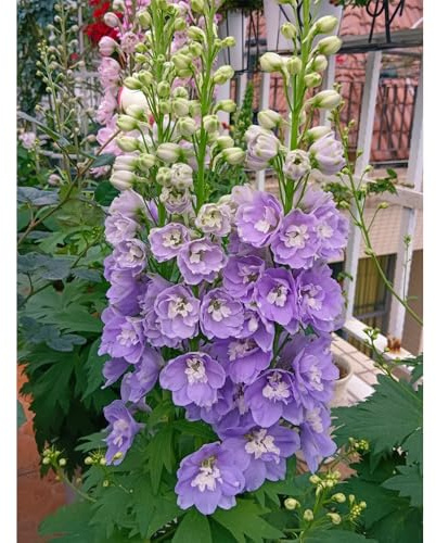 Semi di Delphinium-da giardino perenni resistenti in vaso semi di decorazione davanzale giardino 800pcs