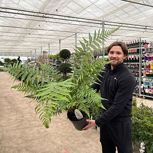 Dicksonia Antarctica | Tree Fern | 70-90cm Approx