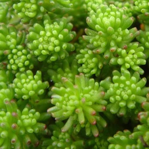 6x Orpin lydium – Sedum lydium – Godet 9x9cm | Très rustique, fleurs blanches