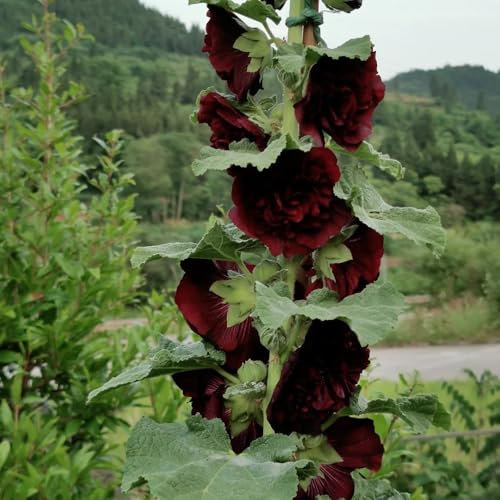 stockrosen samen mehrjährig, stockrose pflanze samen, blumen balkon, garten geschenke für frauen stockrosen stockrosensamen kaufen samen, winterharte pflanzen für garten, winterharte 450pcs