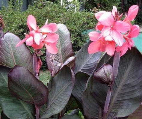 Canna Bulbs Plant Now UK, crecimiento sorpresa, decoración de jardín, no requiere riego, fácil de mantener, adecuado para otoño-2 Rhizome-C