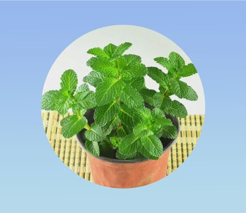 graines MENTHE VERTE SPICATA 0,04 gramme soit environ 500 graines - MENTHE SPICATA - AROMATIQUE