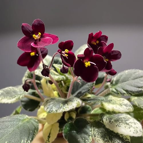 550 pcs usambaraveilchen samen, veilchen - Saintpaulia ionantha - blumensamen, garten usambaraveilchen pflanze kaufen exotische pflanzen, pflanzen samen indoor wildblumen, winterharte