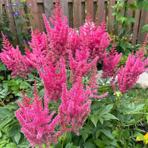 Semi resistenti di Astilbe, da balcone, decorazioni Magnifici di campo perenni resistenti 450pcs