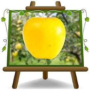 Albero da Frutto Melo Golden Delicious, Pianta in Vaso da 20 cm, Altezza 150-170 cm, Età 1 Anno