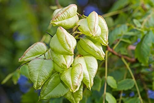15 Semi di Savoniere - Arbusto ornamentale, sementi agricoli