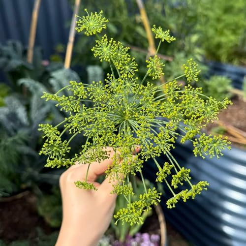 semillas de eneldo perennes resistentes - balcón en bancales elevados para exterior cobertura del suelo para jardín 100pcs