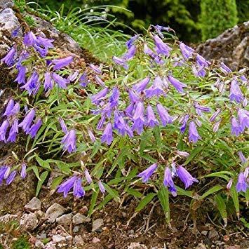 Potseed - Semillas Campanula Tommasiniana