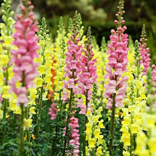 PlantiCo Muflier Haut Mélange Graines 0,5g Plantico Annuelle Idéale Pour Bordures Multicolores Et Fleurs Coupées