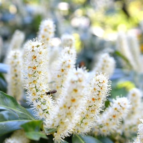 semillas de laurel cereza - Jardín balcón exóticas resistentes orgánicas interior 500pcs