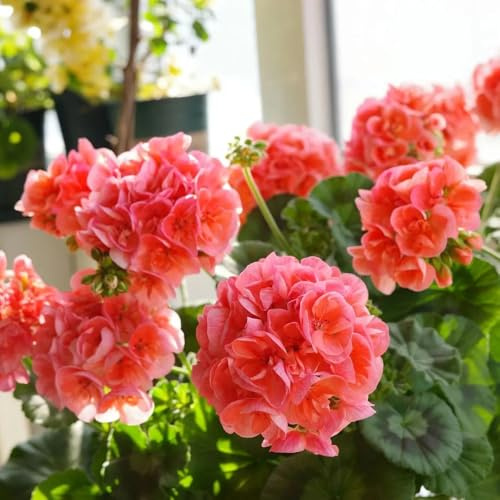 semi di geranio pendenti rampicanti recisi da balcone rampicante rara da giardino serre balcone in vaso tappezzanti rialzata giardino 80pcs