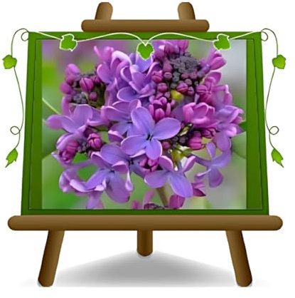 EURO PLANTS VIVAI Lilas Syringa Vulgaris Lilas Plante Ornementale - sur Vase de 18 cm - Hauteur 40-50 cm