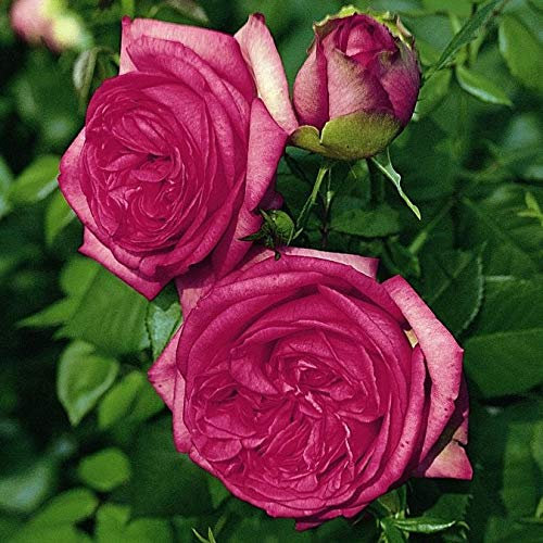 Nostalgische Edelrose 'Walzertraum'®, intensives rosa farbene Buschrose, wurzelnackt, winterhart, robust, mehrjährig, Qualität aus Müllers Baumschule, inkl. Pflanz- und Pflegeanleitung